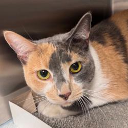 Shelter Stray Female Cat last seen , 3607 N Armenia Ave, Tampa, FL 33607, USA