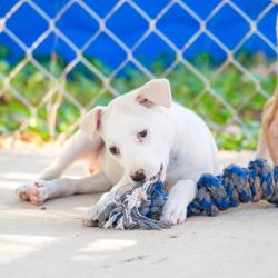 Shelter Stray Female Dog last seen , 2951 S 1st St, Cabot, AR 72023, USA