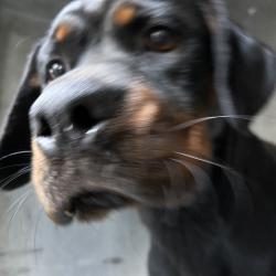 Shelter Stray Female Dog last seen , 980 Guilford College Rd, Greensboro, NC 27409, USA