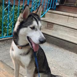 Shelter Stray Female Dog last seen , Animal Care & Control Team of Philly, 111 W Hunting Park Ave, Philadelphia, PA 19140, USA
