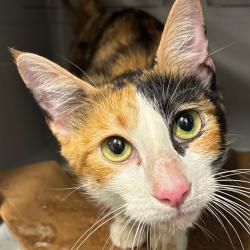 Shelter Stray Female Cat last seen , 1013 Garfield St, Oak Park, IL 60304, USA