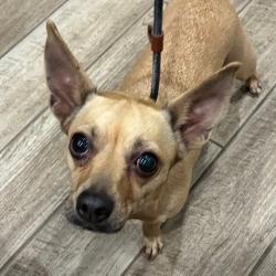 Shelter Stray Female Dog last seen , 1013 Garfield St, Oak Park, IL 60304, USA