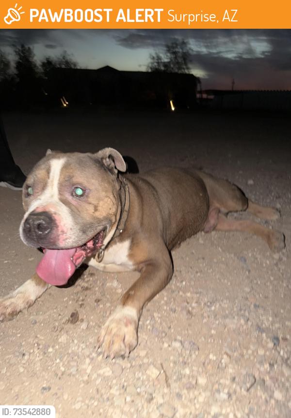 Found/Stray Male Dog last seen Patton and Grand, Surprise, AZ 85374