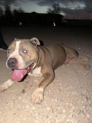 Found/Stray Male Dog last seen Patton and Grand, Surprise, AZ 85374