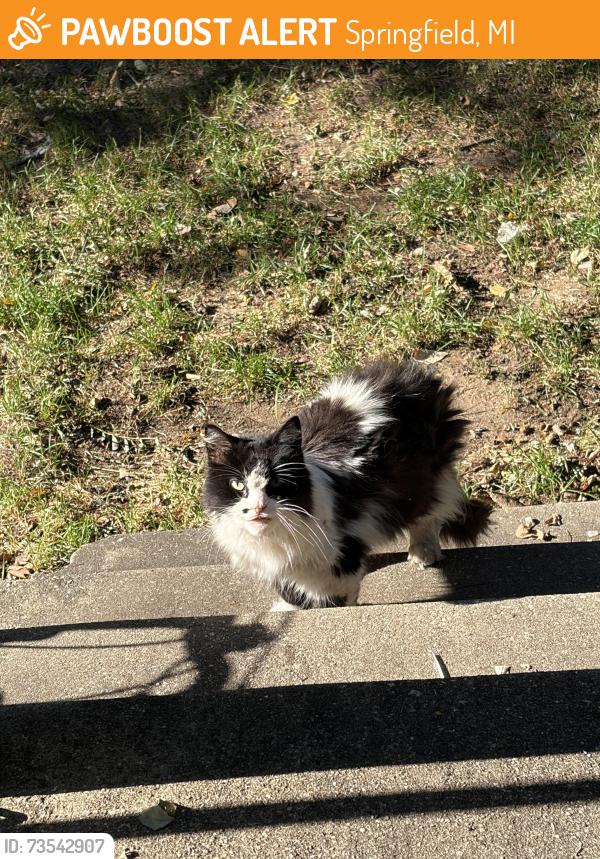Found/Stray Unknown Cat last seen Speingfield, Springfield, MI 49037