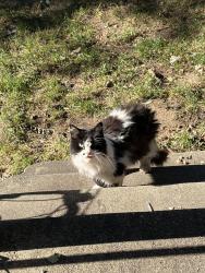 Found/Stray Unknown Cat last seen Speingfield, Springfield, MI 49037