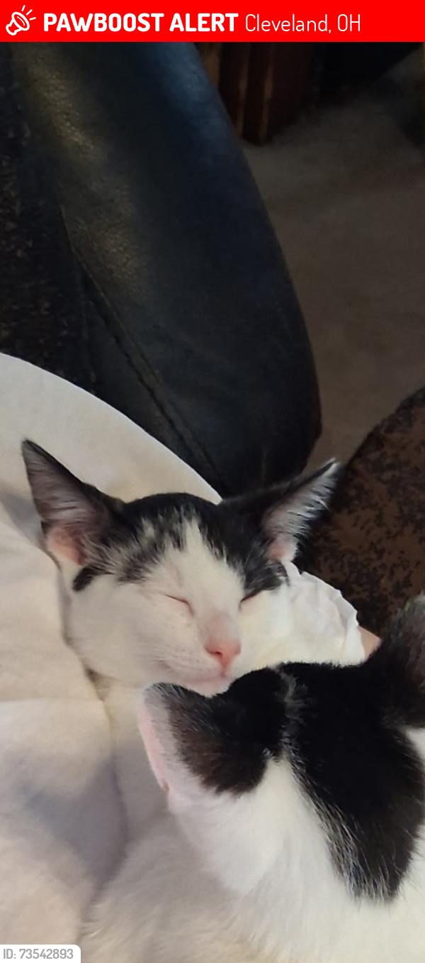 Lost Male Cat last seen Krather, pearl, Memphis, Cleveland, OH 44109