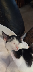 Lost Male Cat last seen Krather, pearl, Memphis, Cleveland, OH 44109