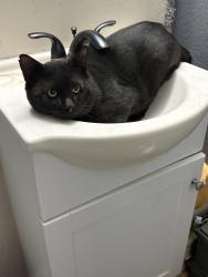 Found/Stray Male Cat last seen Pecan valley drive, San Antonio, TX 78223