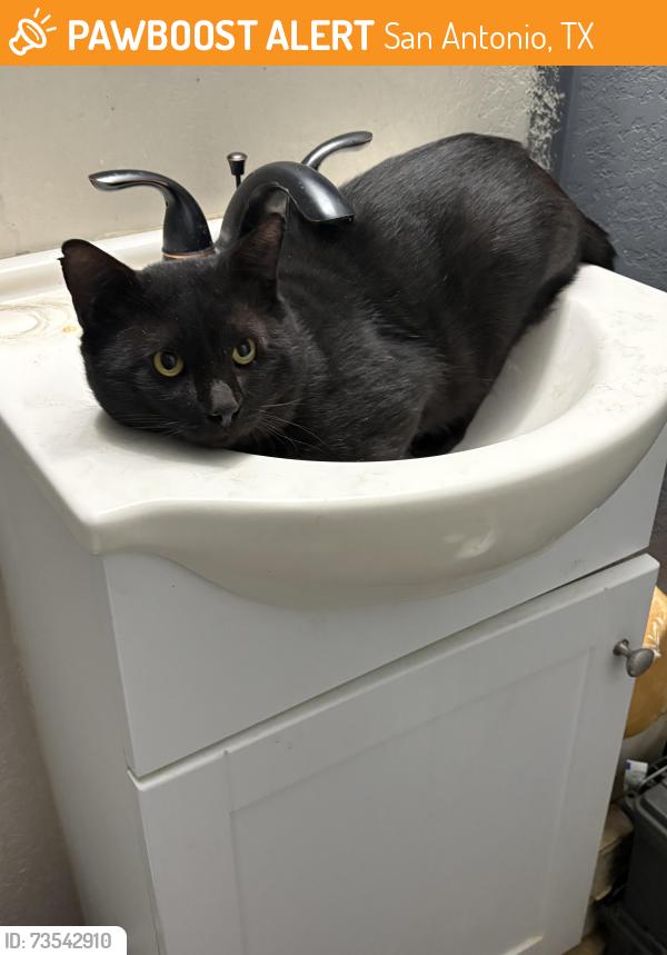 Found/Stray Male Cat last seen Pecan valley drive, San Antonio, TX 78223