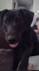 Reunited Female Dog last seen Cumberland road elementary Fishers Indiana, Fishers, IN 46038