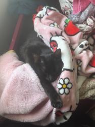 Lost Female Cat last seen West rd, Houston, TX 77038