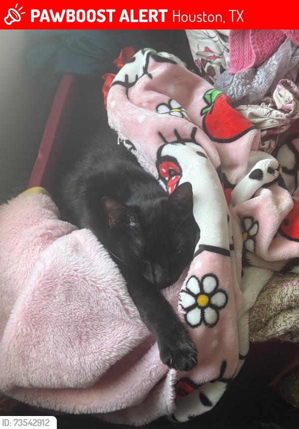 Lost Female Cat last seen West rd, Houston, TX 77038