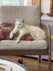 Reunited Male Cat last seen Cherry St. and Mettler St., Toledo, OH 43608