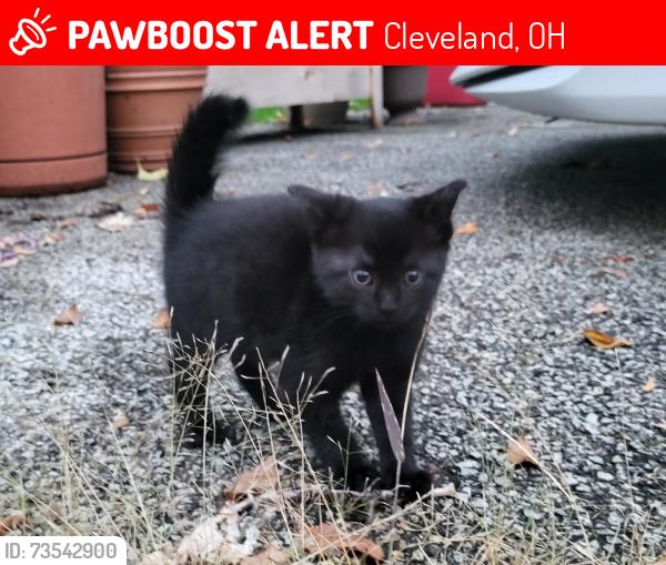 Lost Female Cat last seen Between Baltic and West Blvd intersection and the Marathon gas station, Cleveland, OH 44102