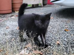 Lost Female Cat last seen Between Baltic and West Blvd intersection and the Marathon gas station, Cleveland, OH 44102