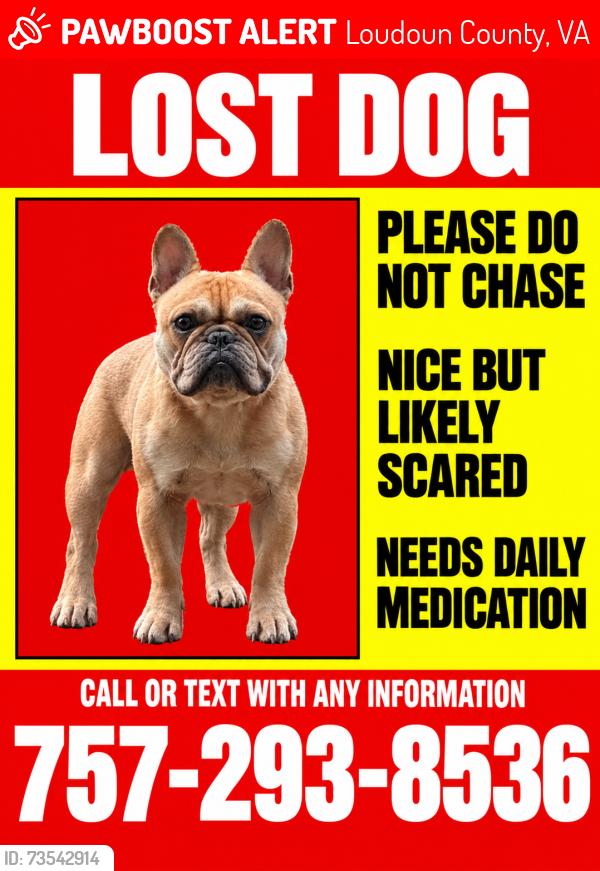 Lost Male Dog last seen Huntland Farm - Middleburg VA, Loudoun County, VA 20117