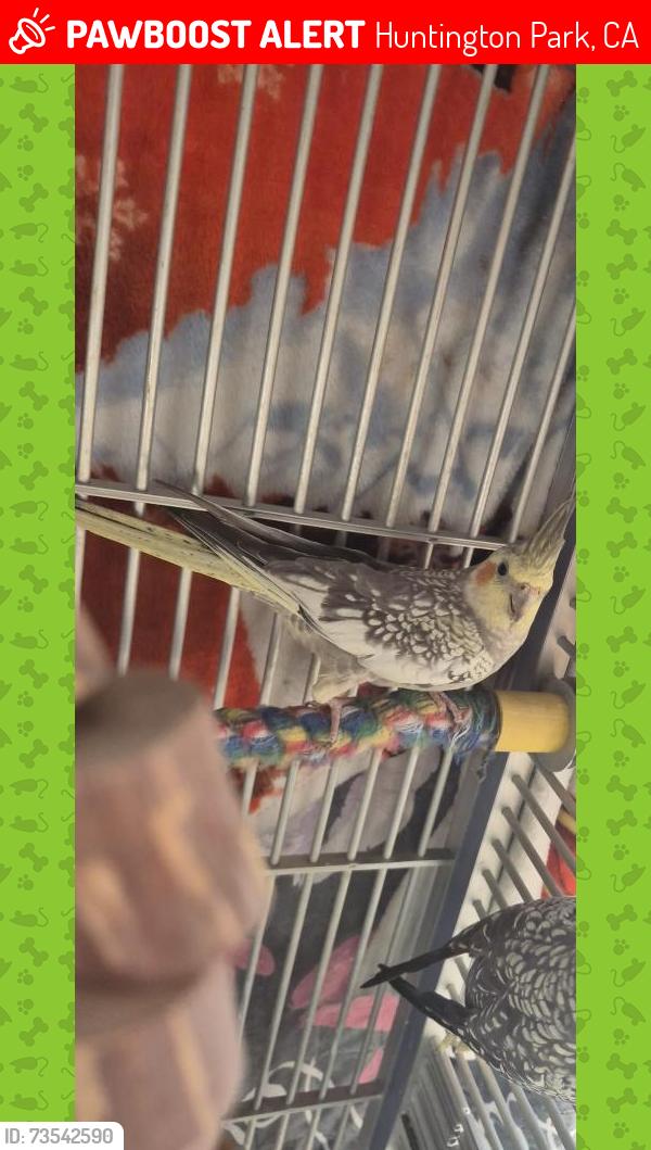 Lost Unknown Bird last seen Gage/plaska, Huntington Park, CA 90255