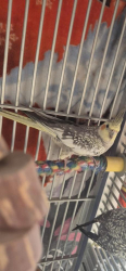 Lost Unknown Bird last seen Gage/plaska, Huntington Park, CA 90255