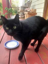 Found/Stray Female Cat last seen PENNYWOOD CHRISTMAS TREE WOODLAND, Milwaukie, OR 97222