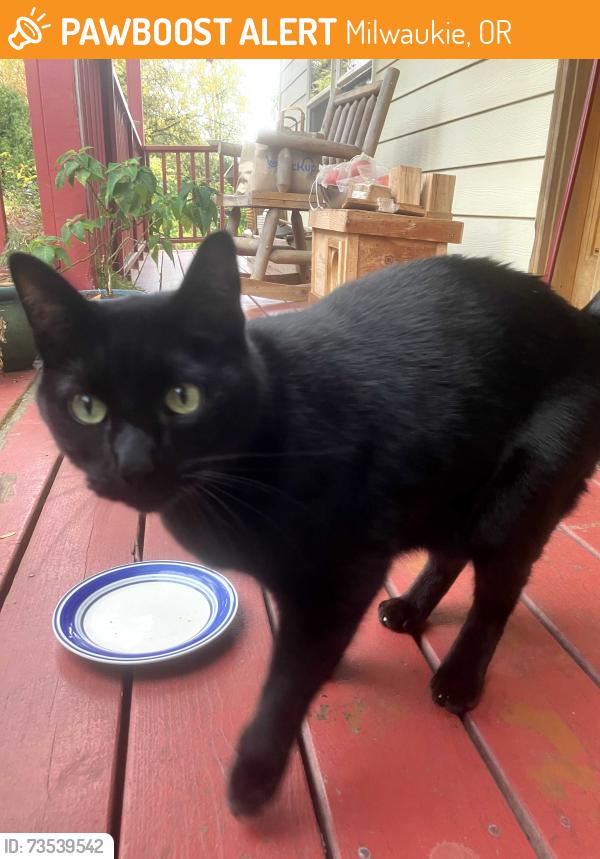 Found/Stray Female Cat last seen PENNYWOOD CHRISTMAS TREE WOODLAND, Milwaukie, OR 97222