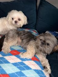Reunited Female Dog last seen hardwood trail, mesquite Tx, Mesquite, TX 75150