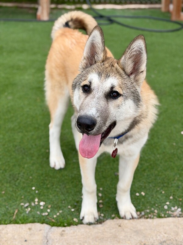 Shelter Stray Male Dog last seen Near N 1600 E, Bountiful, UT 84010, USA, 1422 E 600 N, Fruit Heights, UT 84037, USA