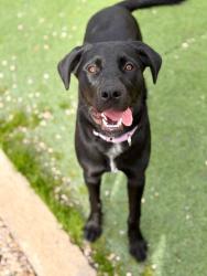 Shelter Stray Female Dog last seen Near US-89, Layton, UT 84040, USA, 1422 E 600 N, Fruit Heights, UT 84037, USA