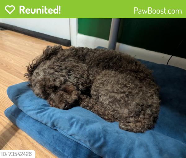 Reunited Unknown Dog last seen Altamonte springs, Altamonte Springs, FL 32701