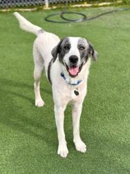 Shelter Stray Female Dog last seen Near E 700 S, Clearfield, UT 84015, USA, 1422 E 600 N, Fruit Heights, UT 84037, USA