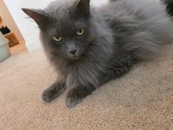 Reunited Male Cat last seen Innisfree, Cincinnati, OH 45255