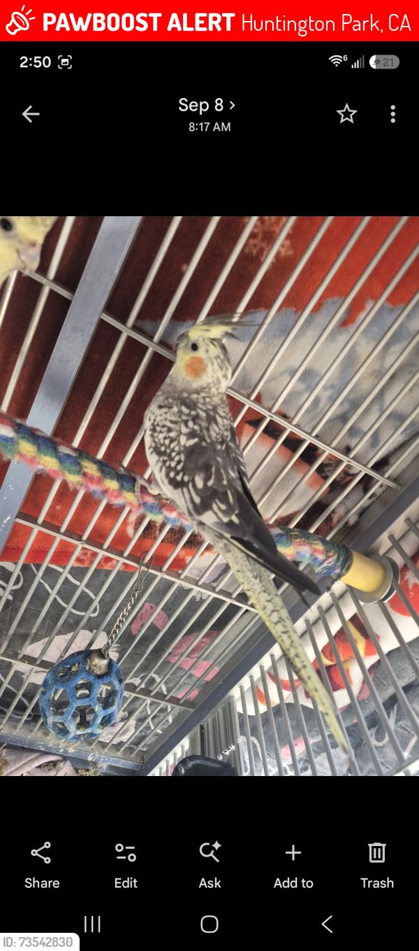 Lost Female Bird last seen Gage/plaska Huntington Park, Huntington Park, CA 90255