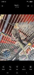 Lost Female Bird last seen Gage/plaska Huntington Park, Huntington Park, CA 90255