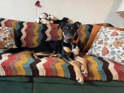 Reunited Male Dog last seen Delaware and Horseshoe, Florissant, MO 63033