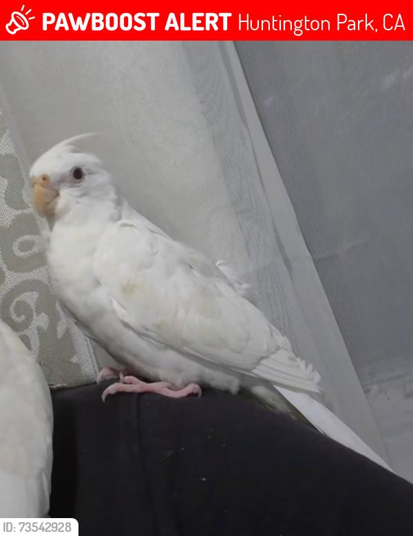 Lost Unknown Bird last seen Gage/plaska Huntington Park, Huntington Park, CA 90255