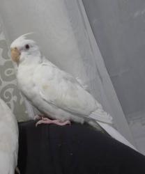 Lost Unknown Bird last seen Gage/plaska Huntington Park, Huntington Park, CA 90255