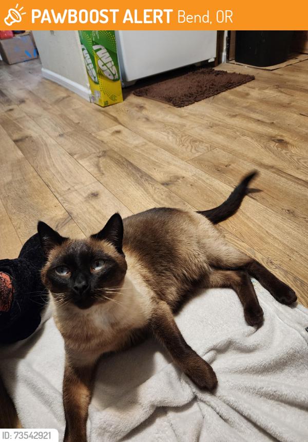 Found/Stray Male Cat last seen Dawson and Stanton, Bend, OR 97701