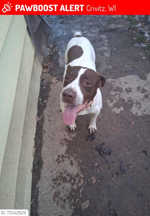Lost Male Dog last seen County road x and , wassco road, Crivitz, WI 54114