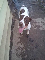 Lost Male Dog last seen County road x and , wassco road, Crivitz, WI 54114