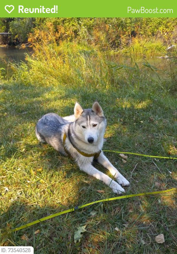 Reunited Female Dog last seen Sw wonderview and 26th Ave gresham, Gresham, OR 97080