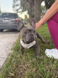 Found/Stray Male Dog last seen John’s Hopkins Children’s hosp, St. Petersburg, FL 33711