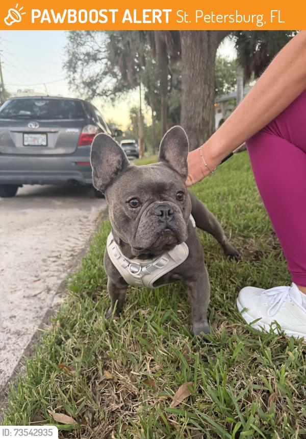 Found/Stray Male Dog last seen John’s Hopkins Children’s hosp, St. Petersburg, FL 33711