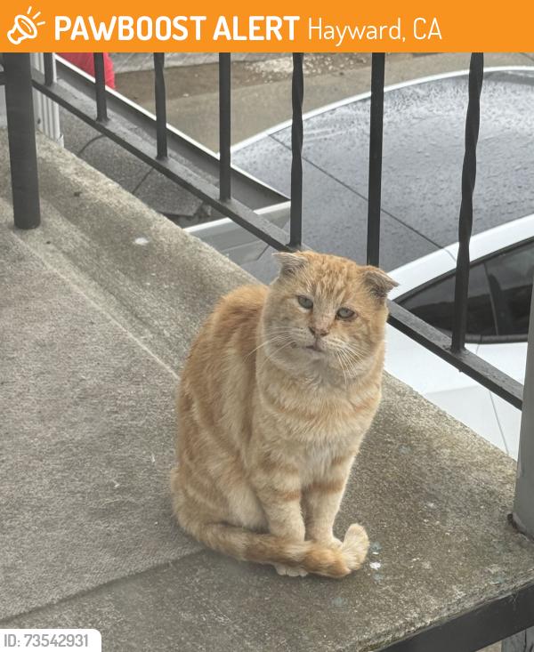 Found/Stray Unknown Cat last seen Henry, Hayward, CA 94541