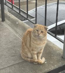 Found/Stray Unknown Cat last seen Henry, Hayward, CA 94541