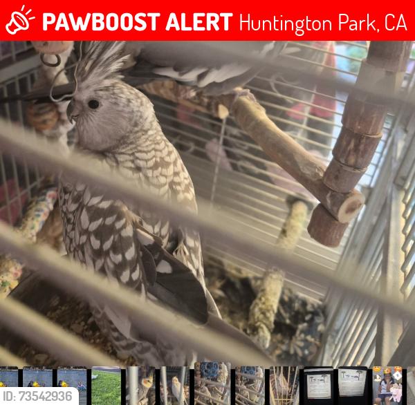 Lost Female Bird last seen Gage/plaska Huntington Park, Huntington Park, CA 90255