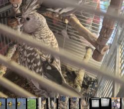 Lost Female Bird last seen Gage/plaska Huntington Park, Huntington Park, CA 90255