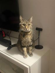 Lost Male Cat last seen Between monk and Beaulieu near Jolicoeur, Montréal, QC 