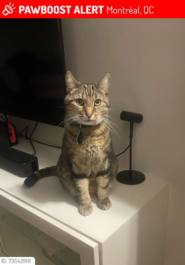 Lost Male Cat last seen Between monk and Beaulieu near Jolicoeur, Montréal, QC 