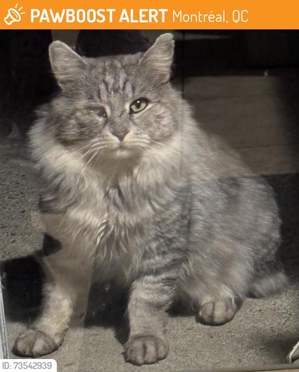 Found/Stray Unknown Cat last seen Langelier (Montreal), Montréal, QC 