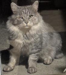 Found/Stray Unknown Cat last seen Langelier (Montreal), Montréal, QC 